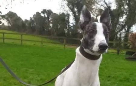 Wonder adozione levrieri greyhound 2 e1610821678720