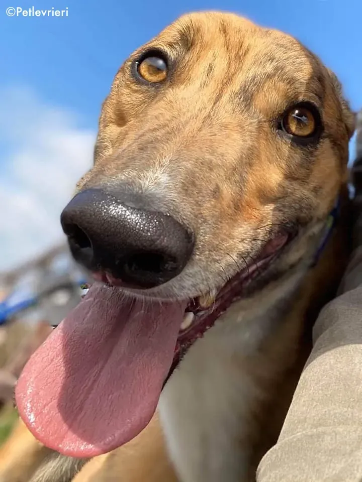 Wonder adozione levrieri greyhound 2