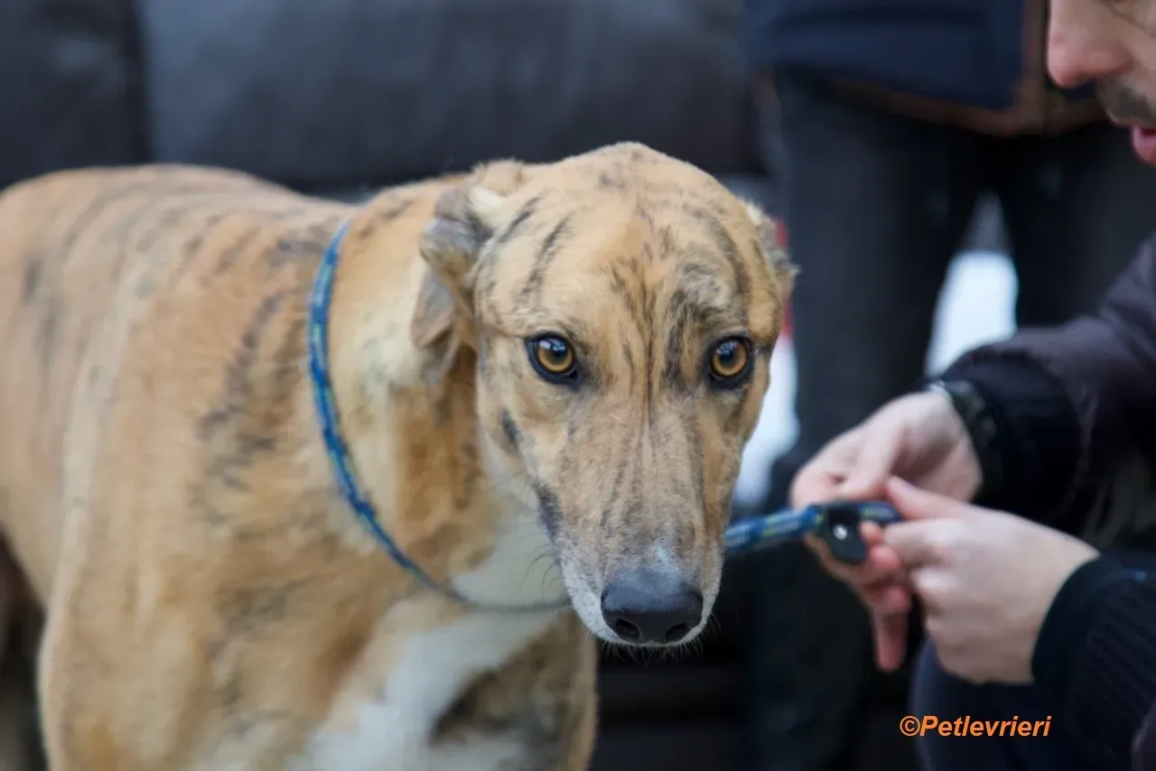 Wonder adozione levrieri greyhound 21