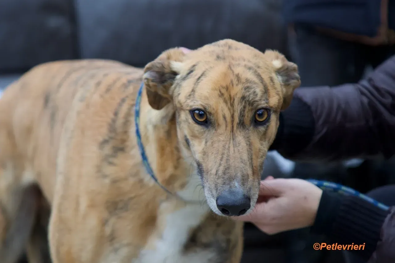 Wonder adozione levrieri greyhound 22