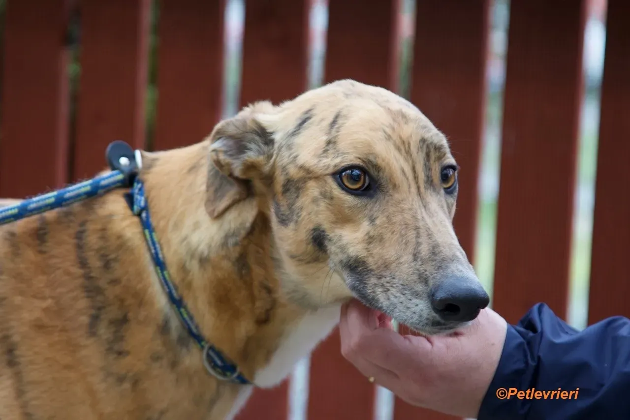 Wonder adozione levrieri greyhound 23