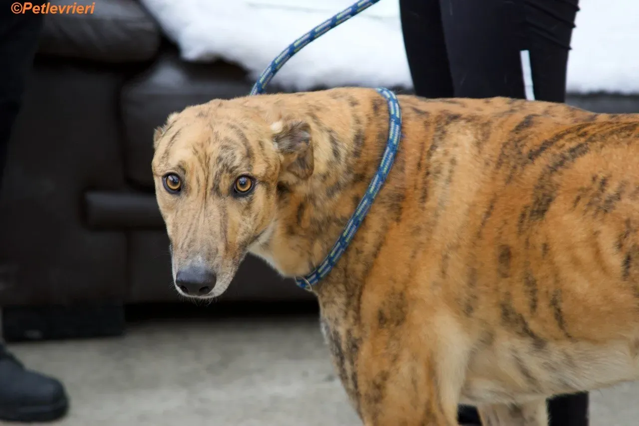 Wonder adozione levrieri greyhound 24