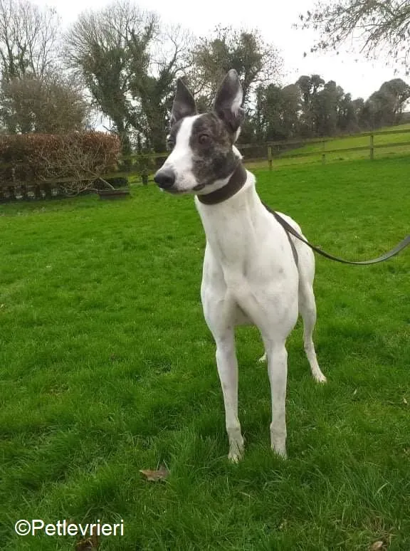 Wonder adozione levrieri greyhound 3