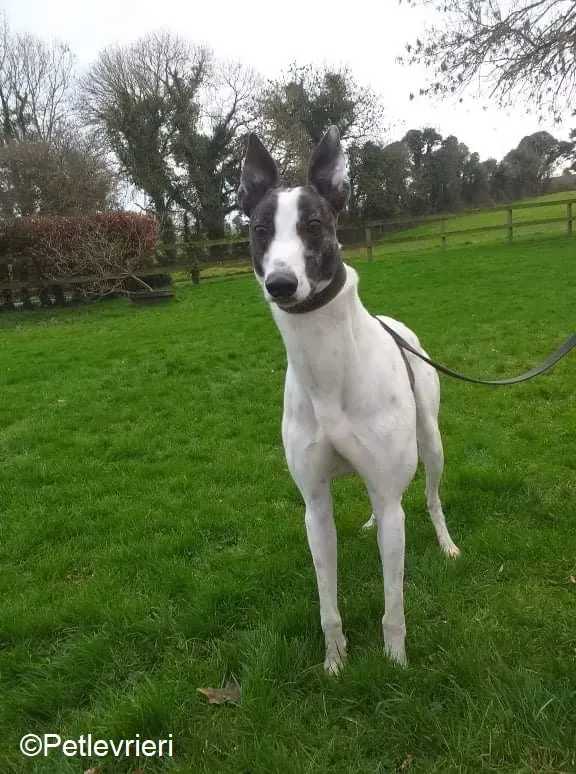 Wonder adozione levrieri greyhound 4