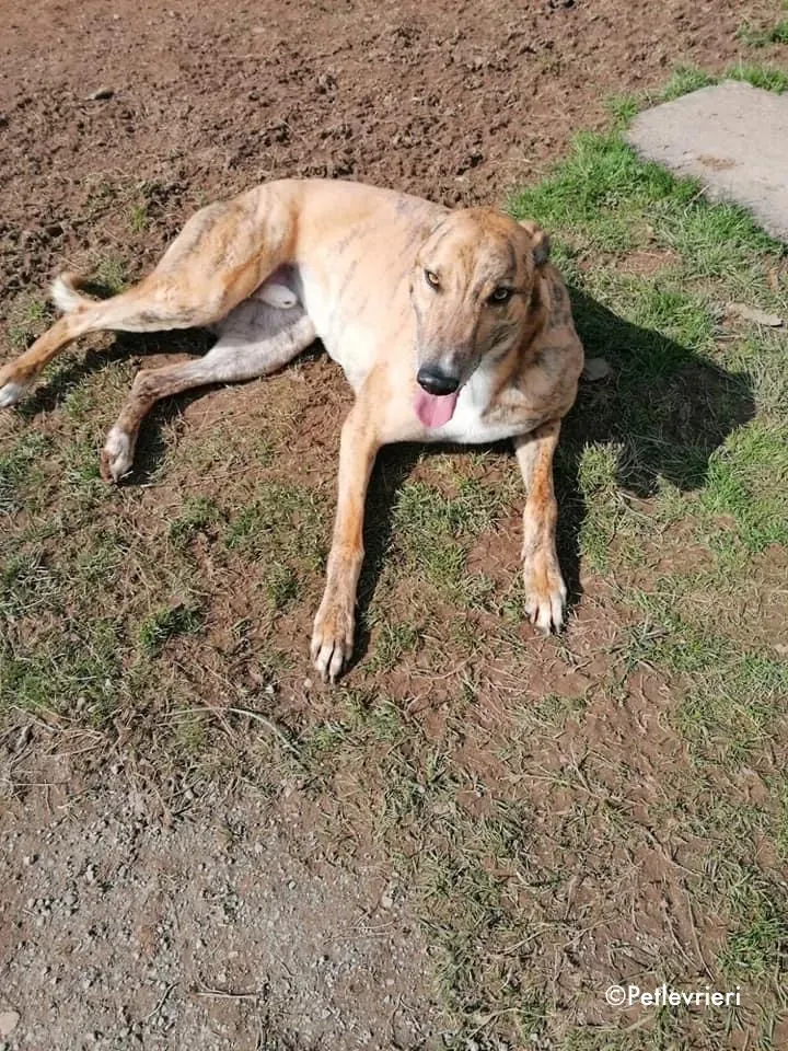 Wonder adozione levrieri greyhound 5