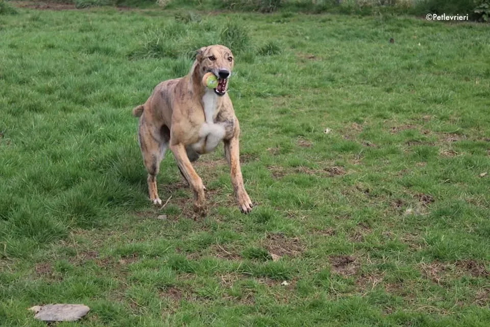 Wonder adozione levrieri greyhound 6