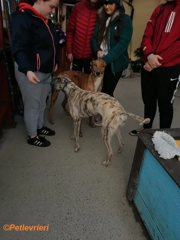 Wonder adozione levrieri greyhound 7