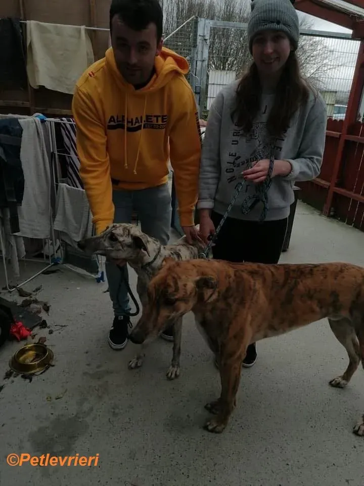 Wonder adozione levrieri greyhound 8