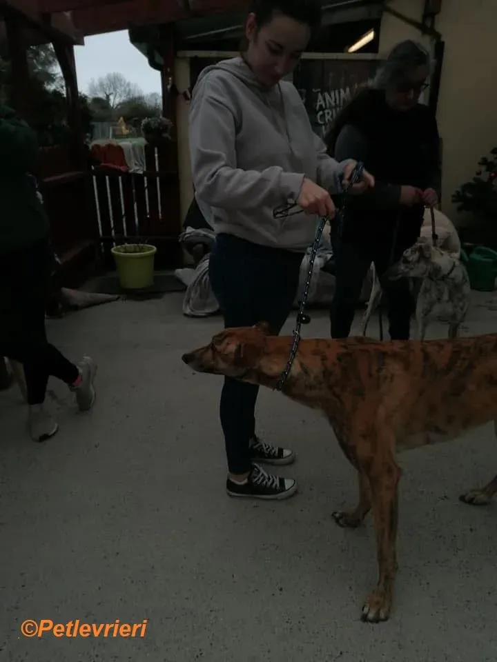 Wonder adozione levrieri greyhound 9