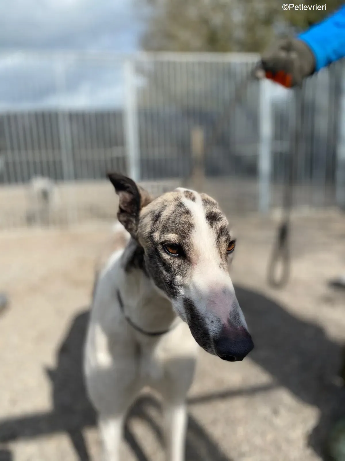 Wonder2 adozione levrieri greyhound 1