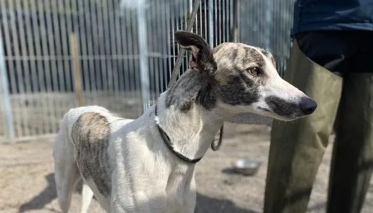 Wonder2 adozione levrieri greyhound 10 e1616867467414