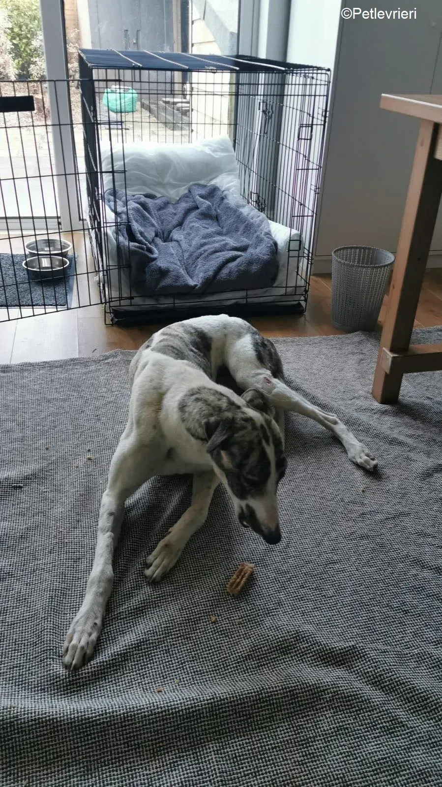 Wonder2 adozione levrieri greyhound 2