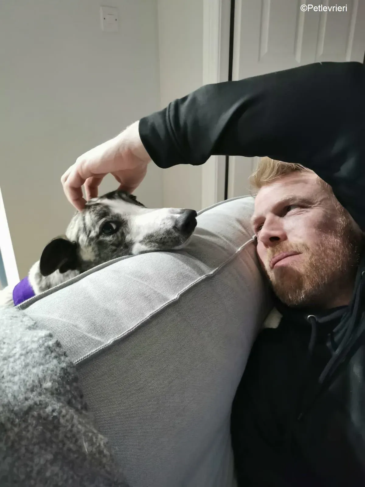 Wonder2 adozione levrieri greyhound 3