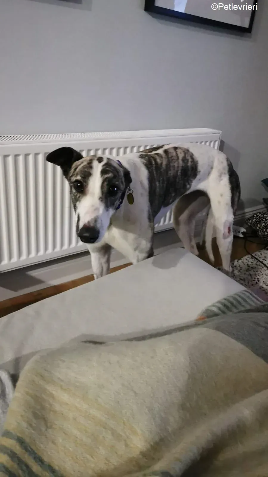 Wonder2 adozione levrieri greyhound 4