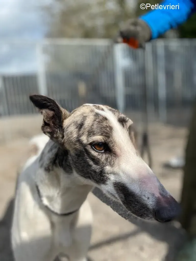 Wonder2 adozione levrieri greyhound 5