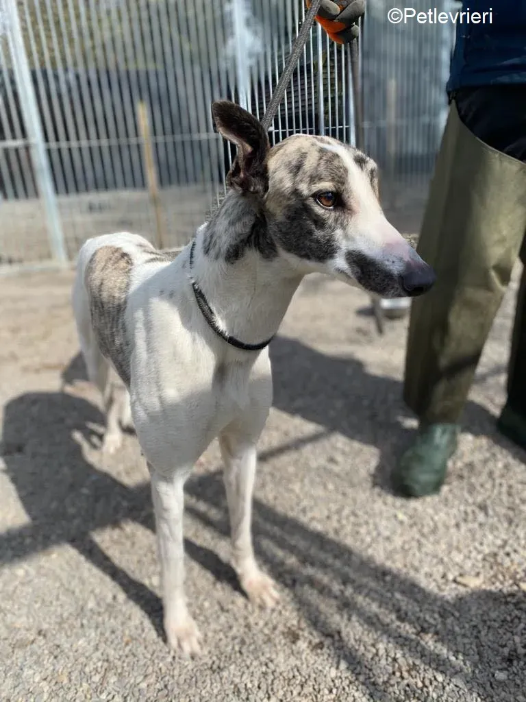 Wonder2 adozione levrieri greyhound 6