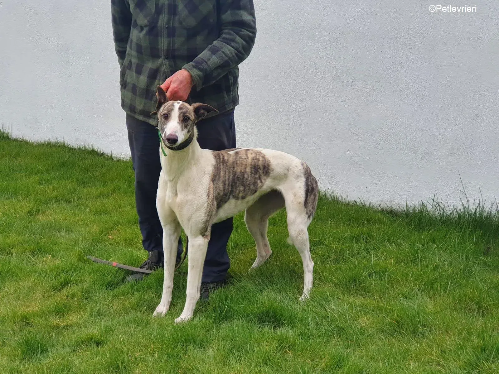 Wonder2 adozione levrieri greyhound 7