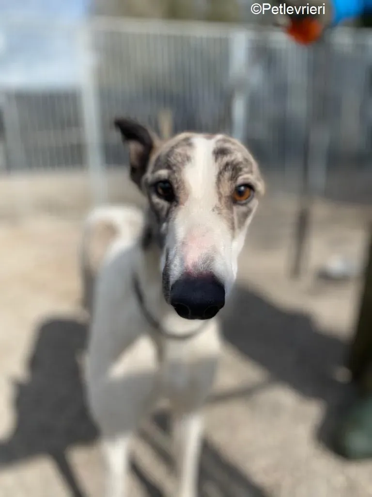Wonder2 adozione levrieri greyhound 8