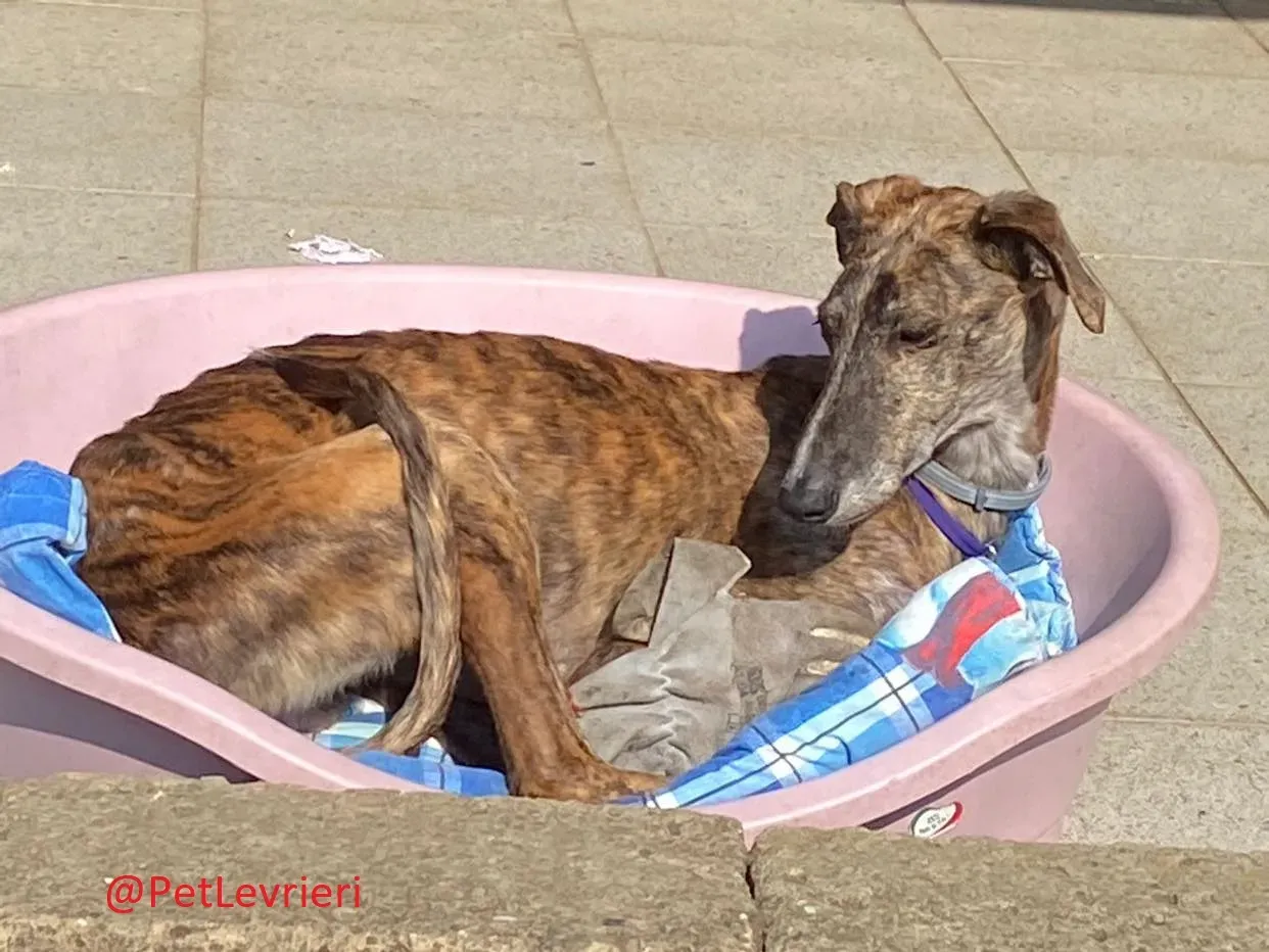 Wonka adozione levrieri galgo 20