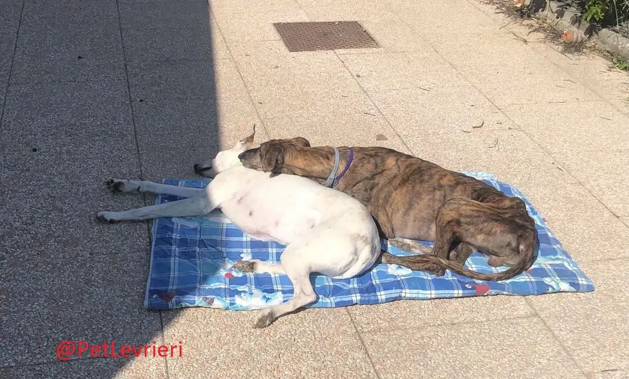 Wonka adozione levrieri galgo 21