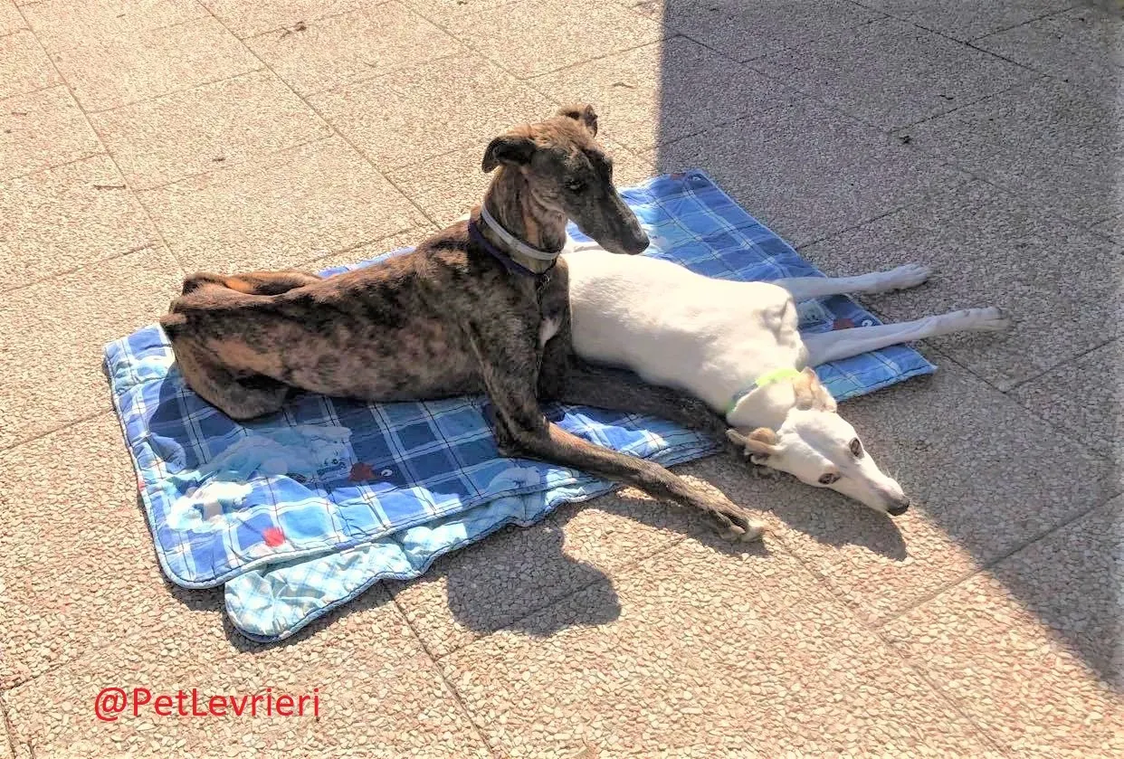 Wonka adozione levrieri galgo 22