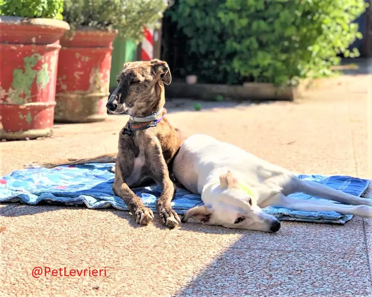 Wonka adozione levrieri galgo 23