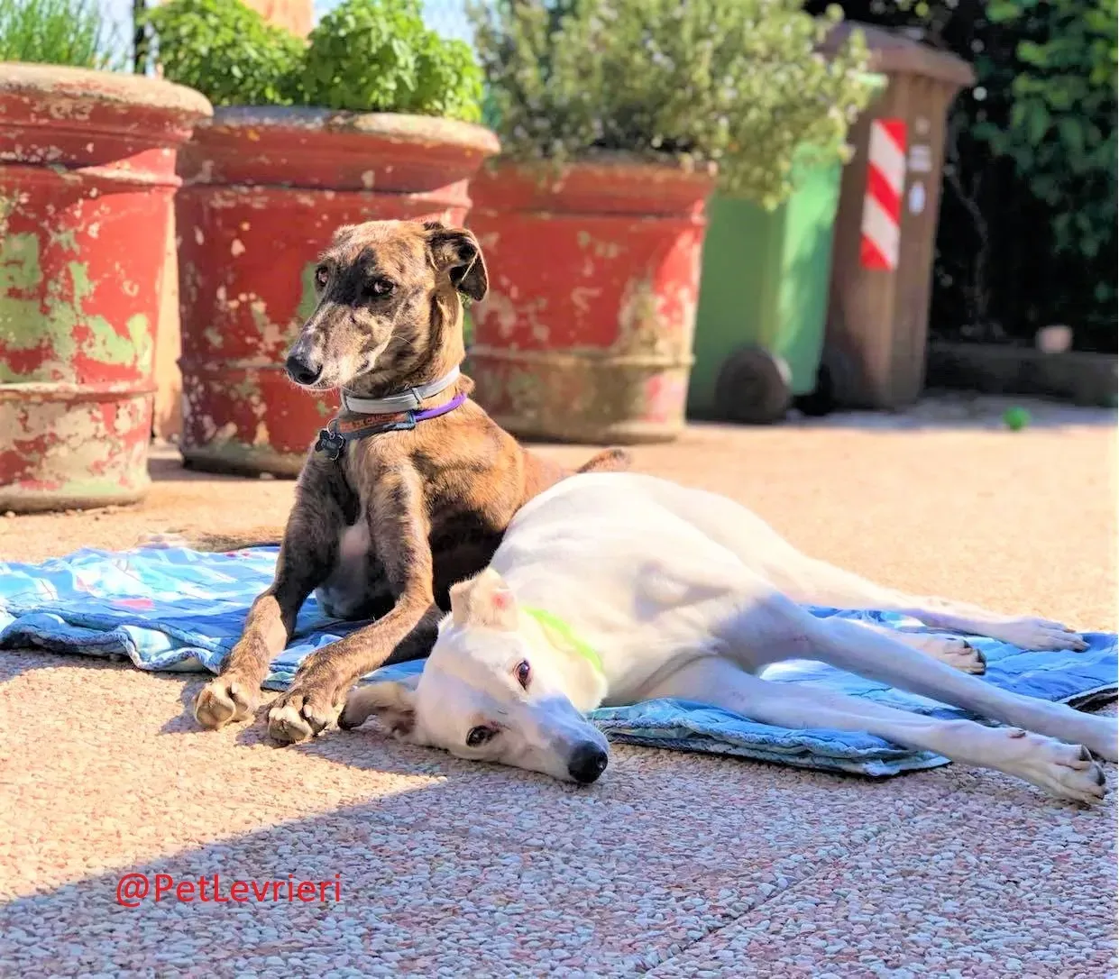 Wonka adozione levrieri galgo 24