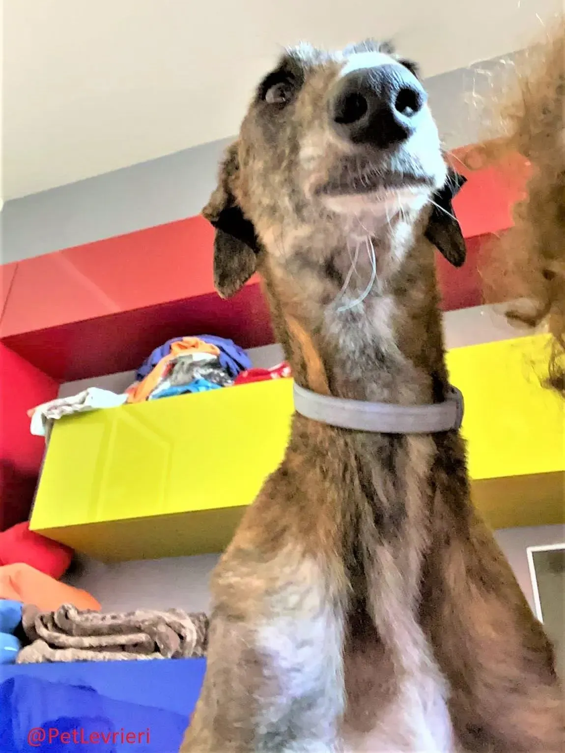 Wonka adozione levrieri galgo 25 e1621760940353