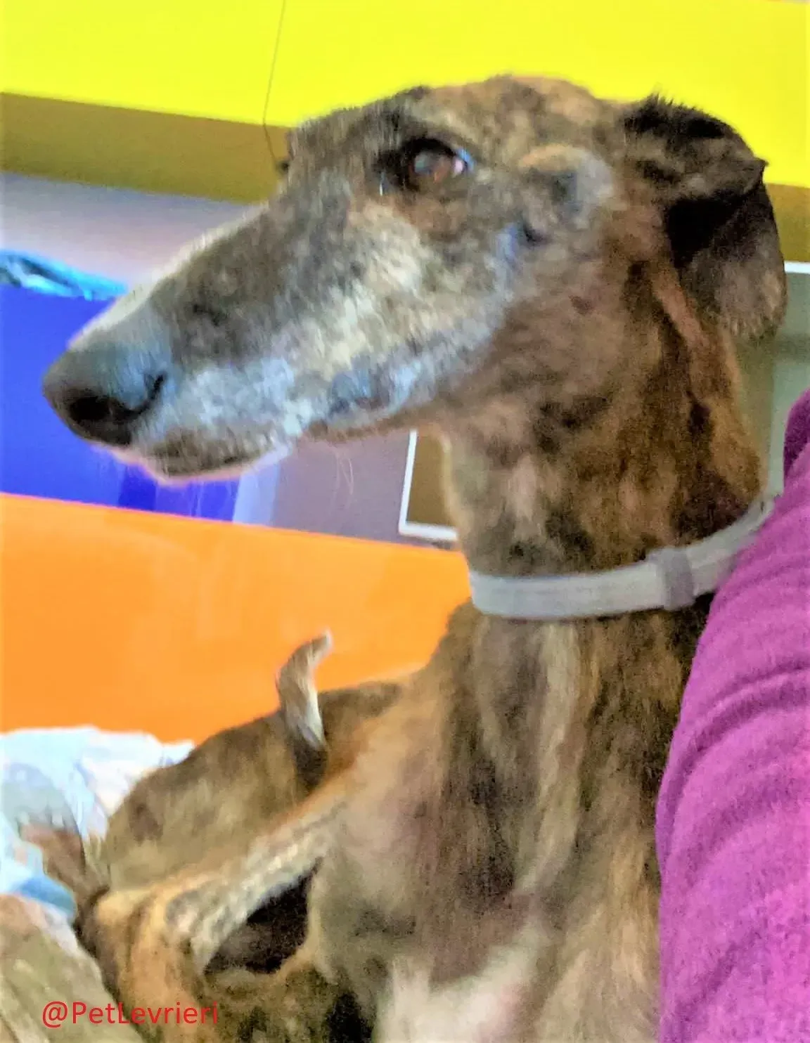 Wonka adozione levrieri galgo 26 e1621760959121