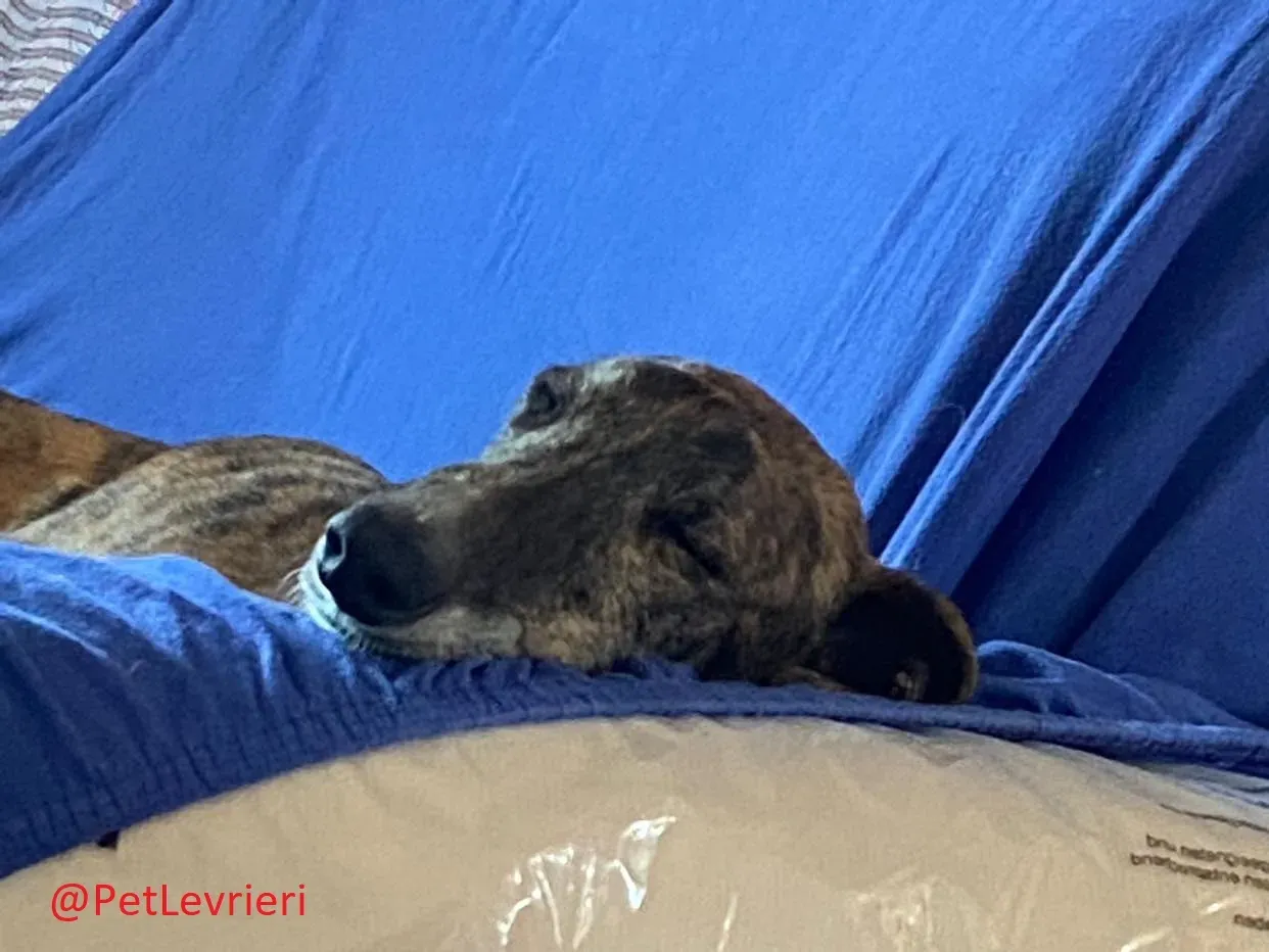 Wonka adozione levrieri galgo 27