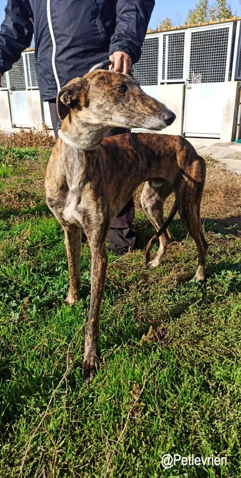 Wonka adozioni levrieri galgo1