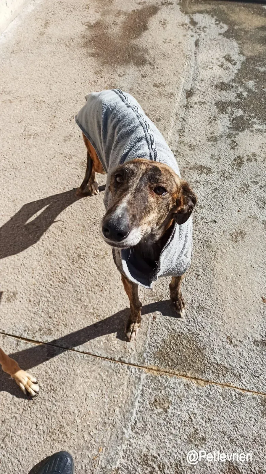 Wonka adozioni levrieri galgo2