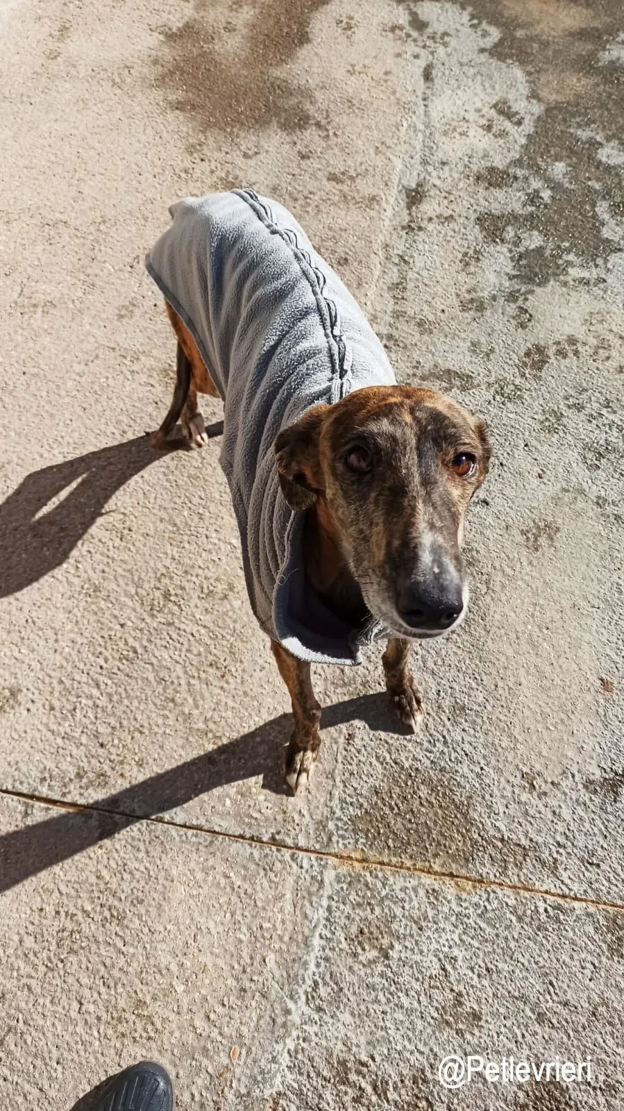 Wonka adozioni levrieri galgo3