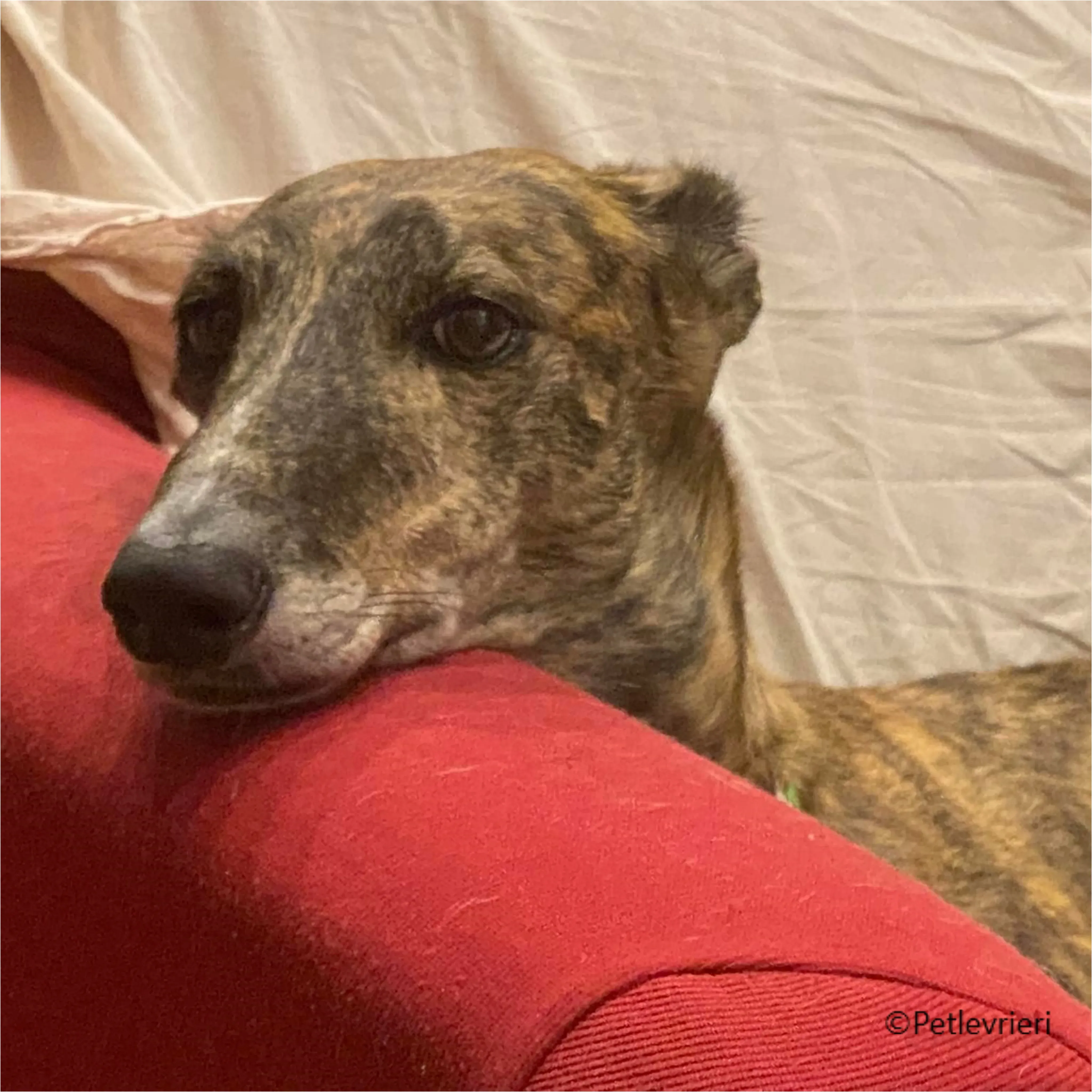 Wonka felici a casa pet levrieri 1