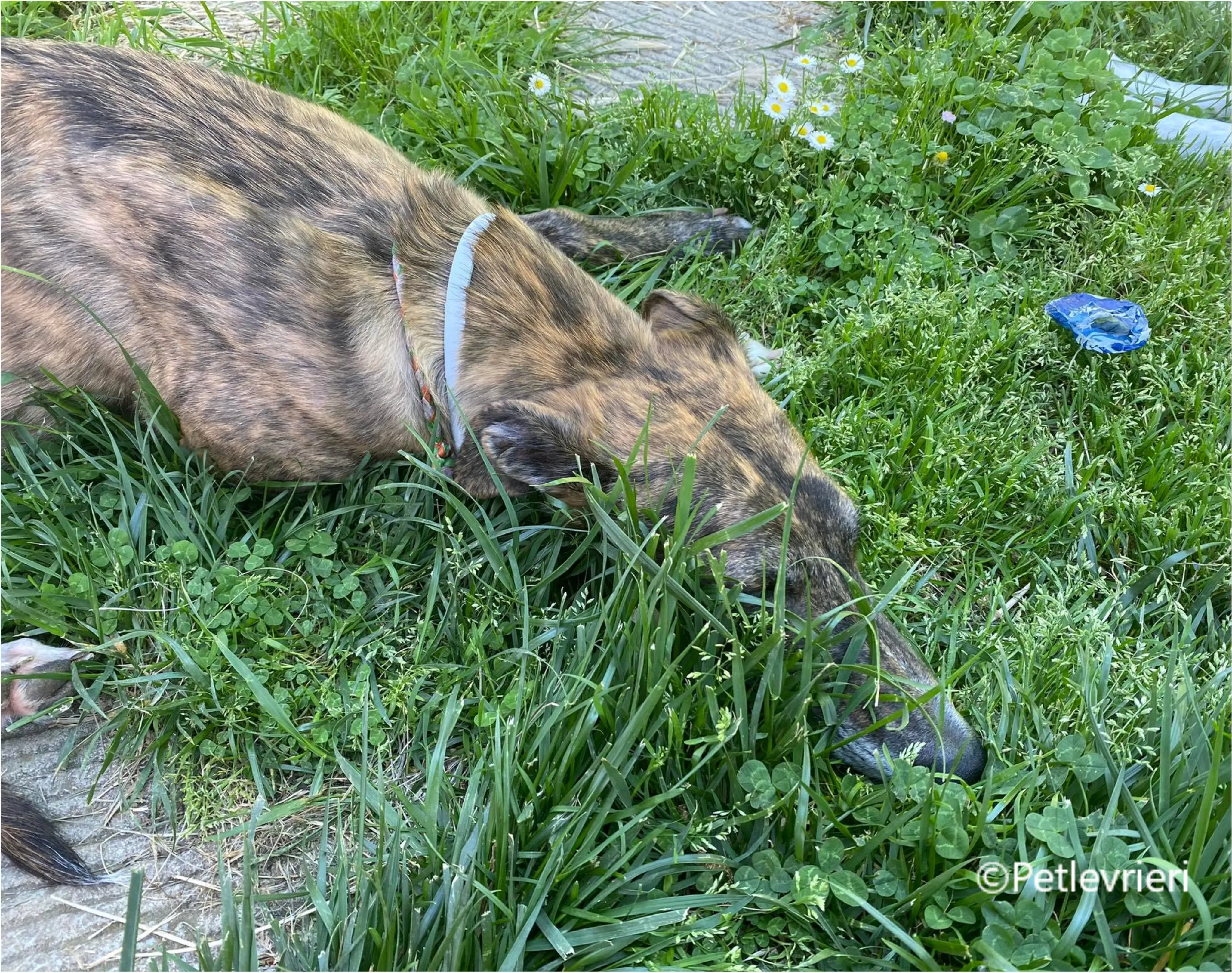 Wonka felici a casa pet levrieri 10