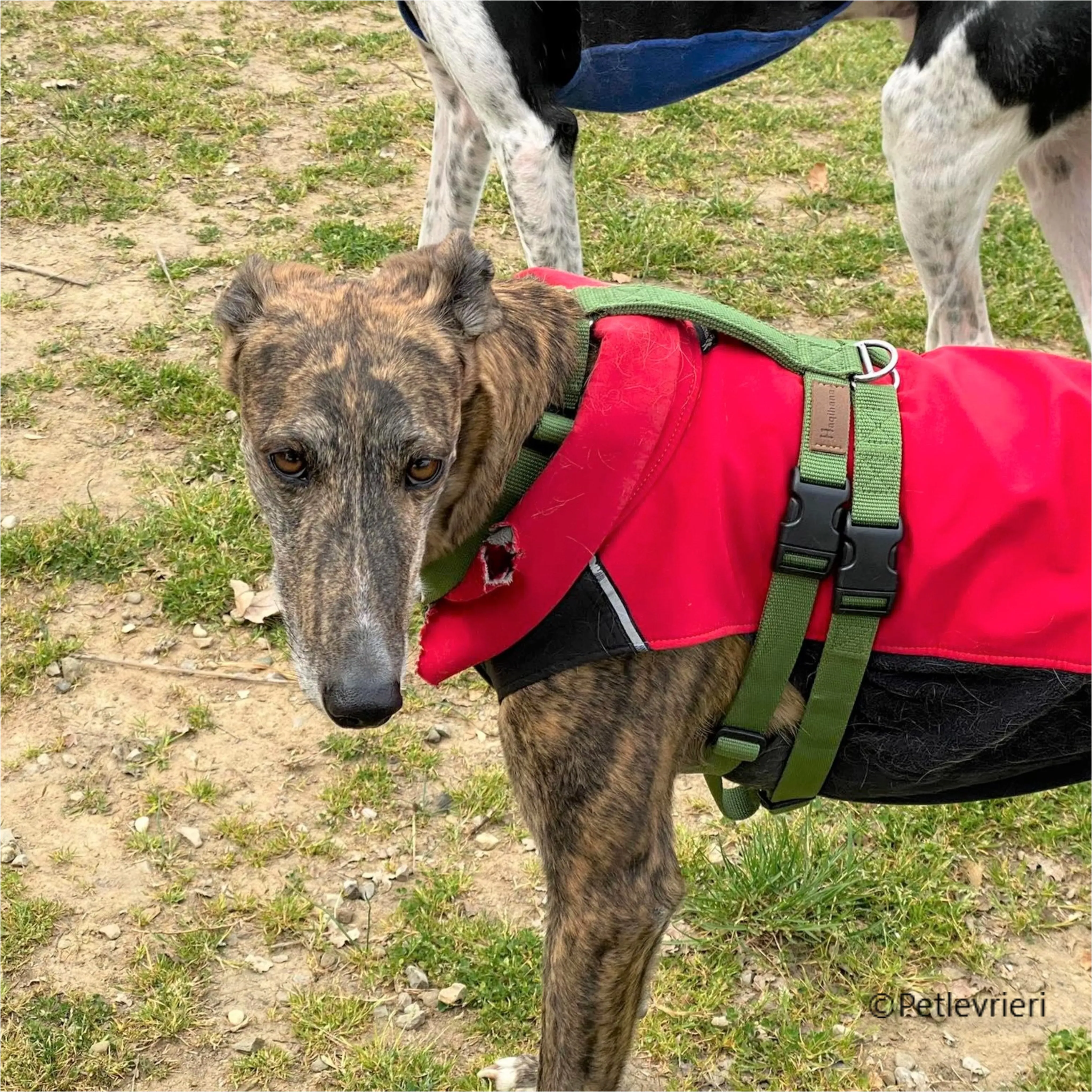 Wonka felici a casa pet levrieri 11