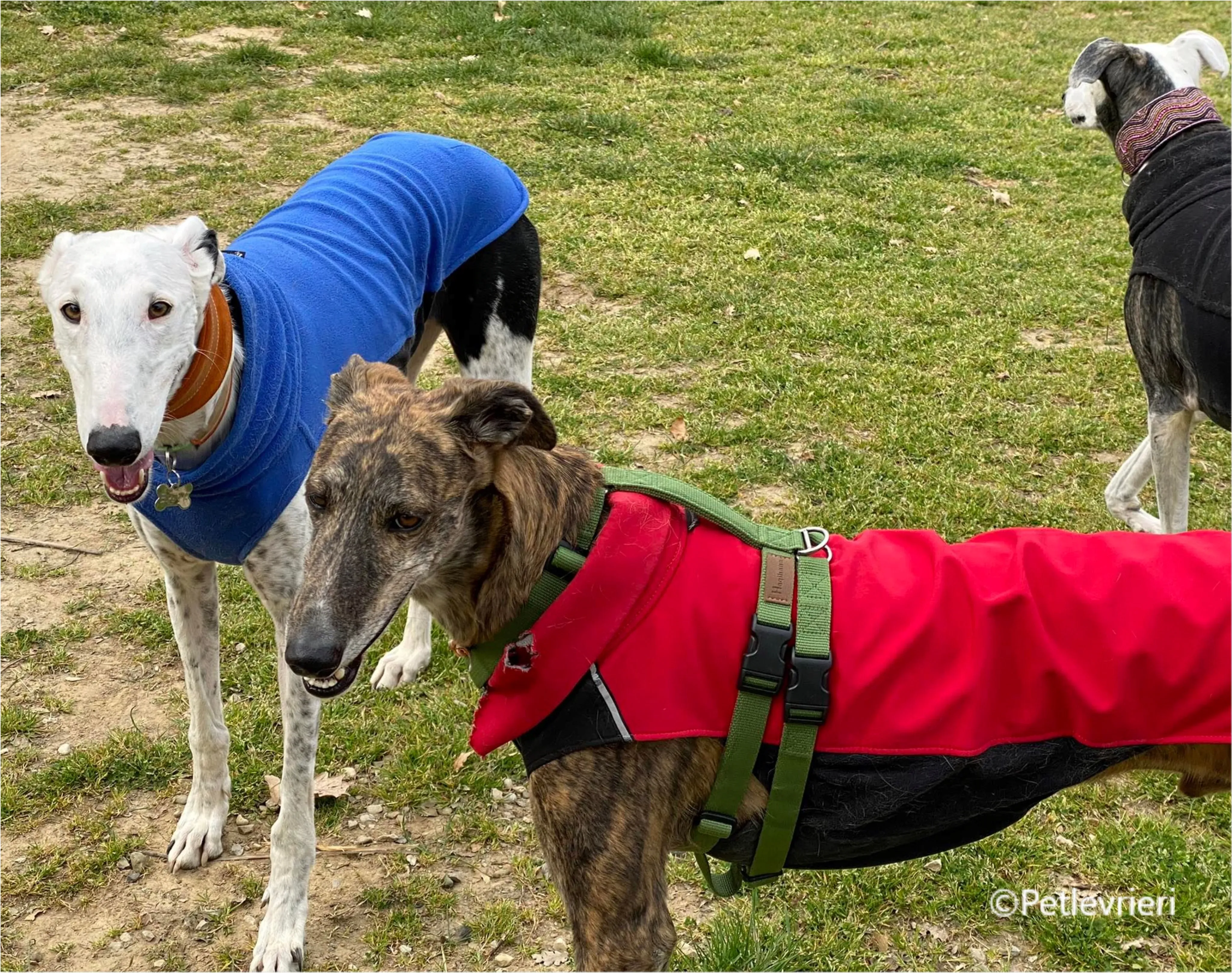 Wonka felici a casa pet levrieri 12