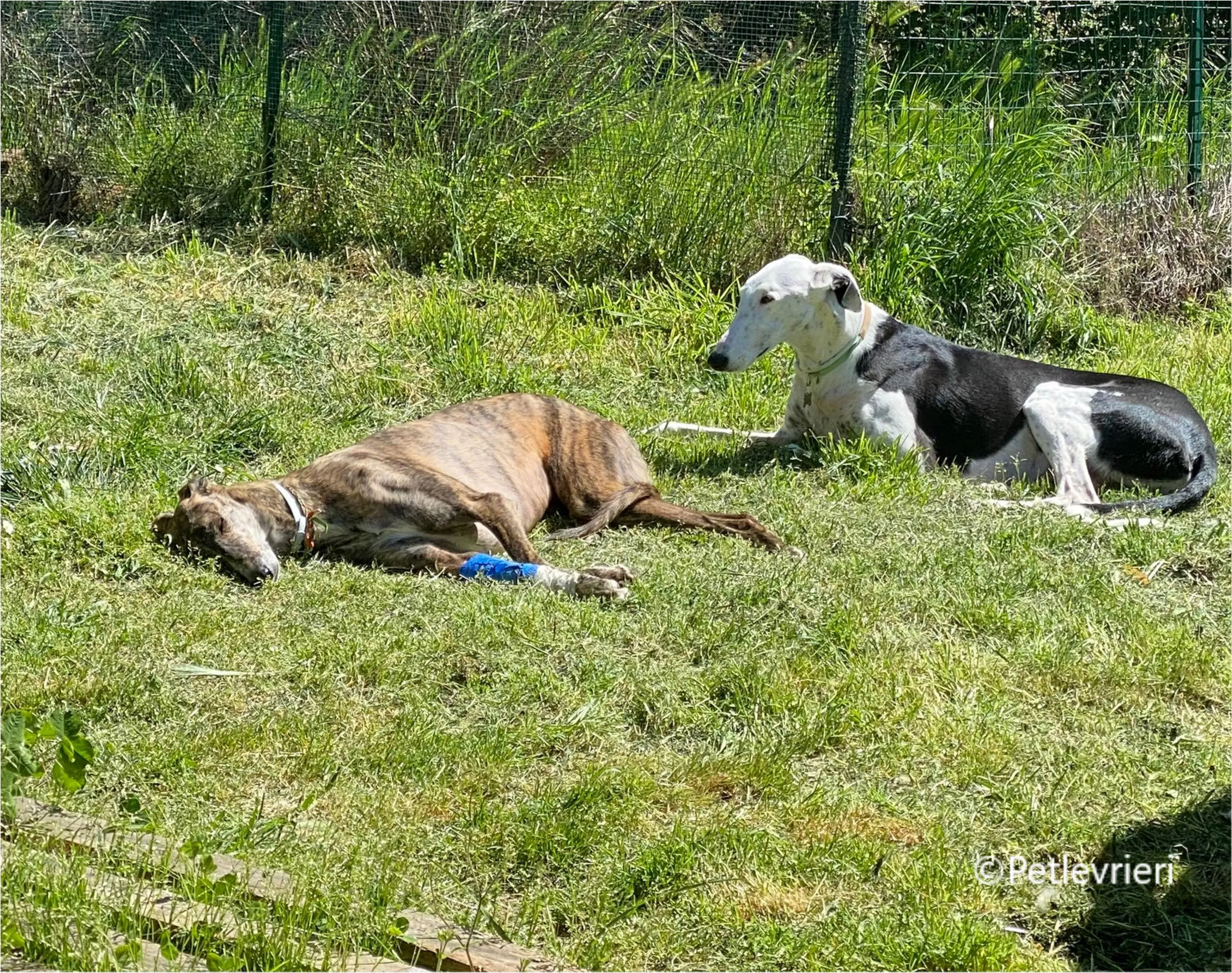 Wonka felici a casa pet levrieri 13