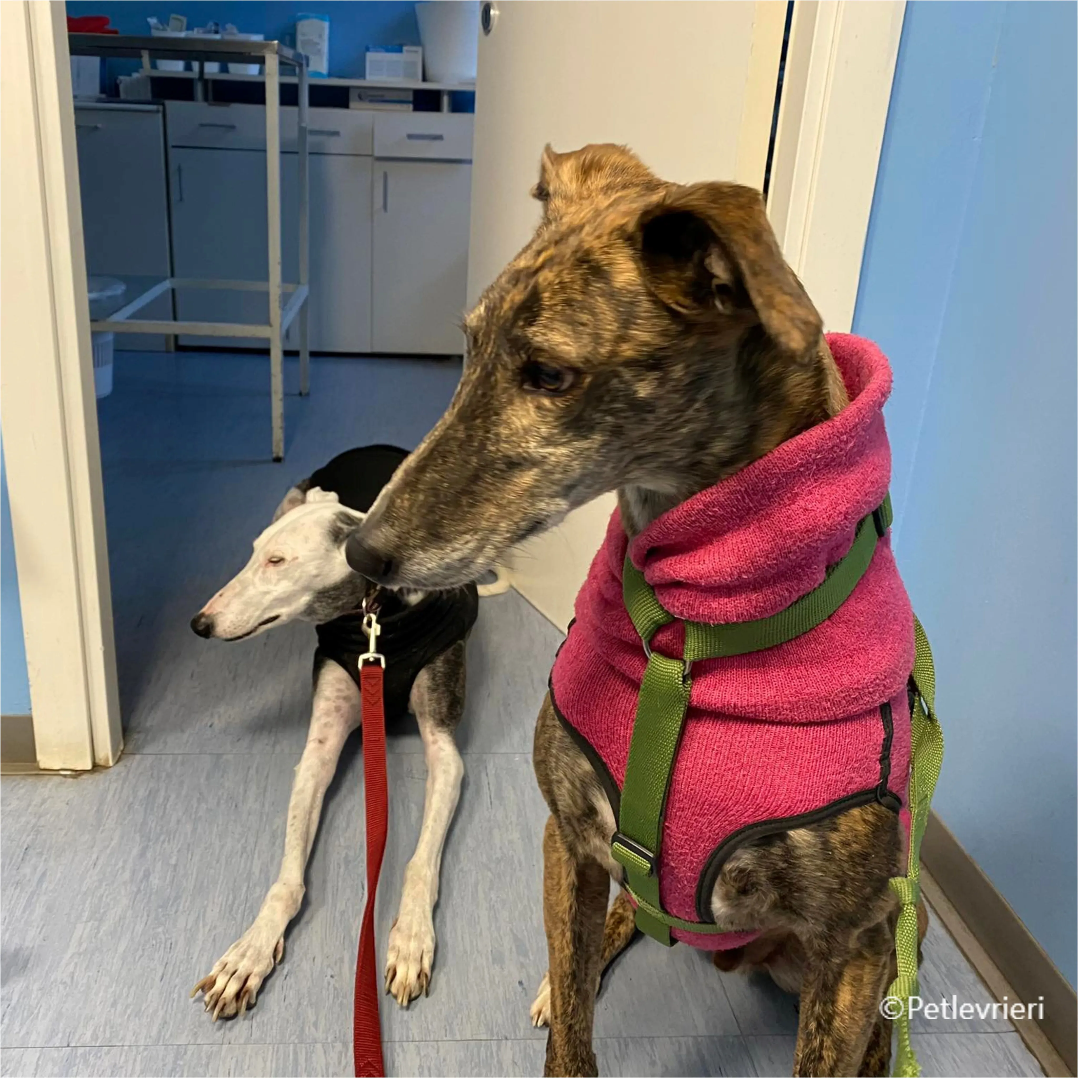 Wonka felici a casa pet levrieri 14