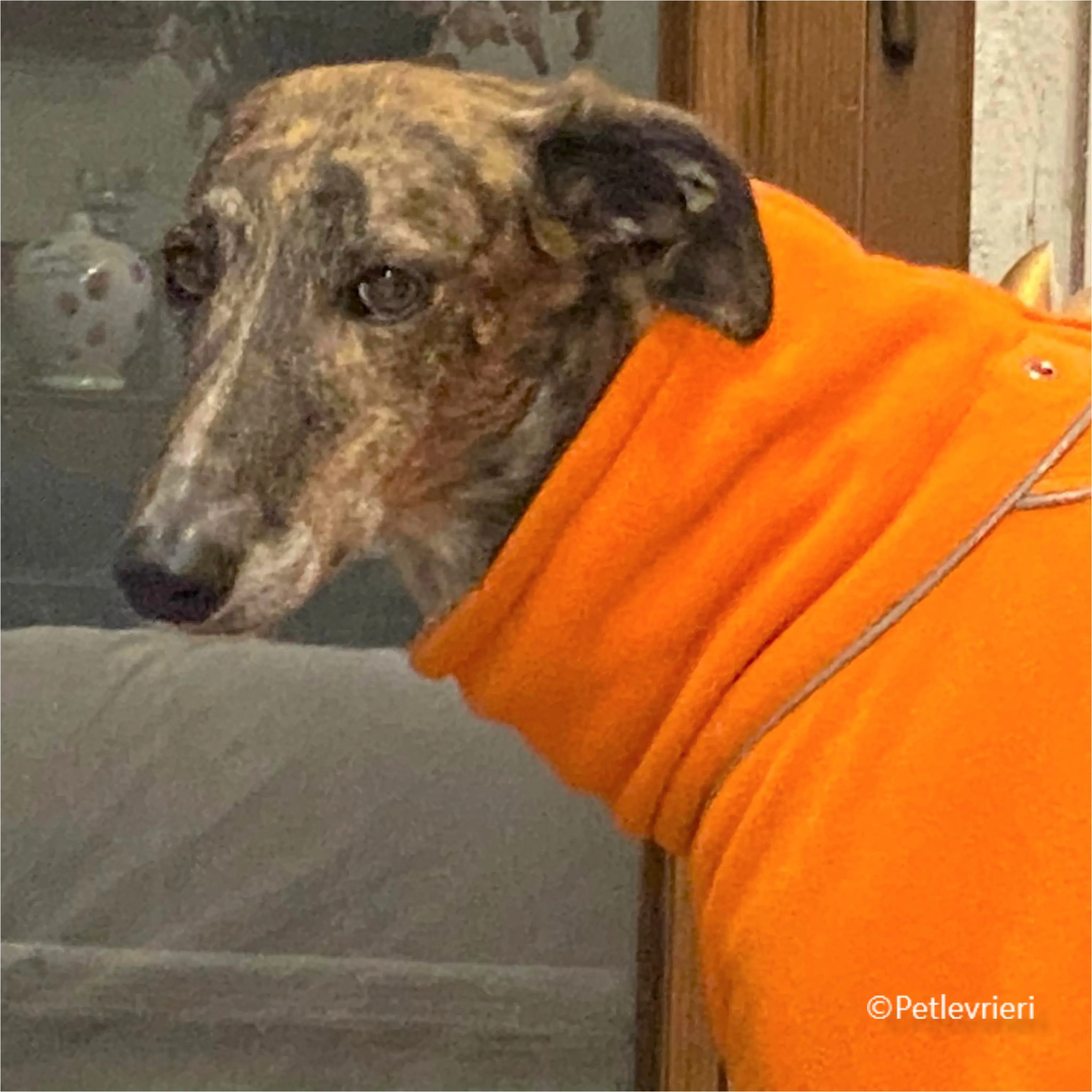 Wonka felici a casa pet levrieri 15