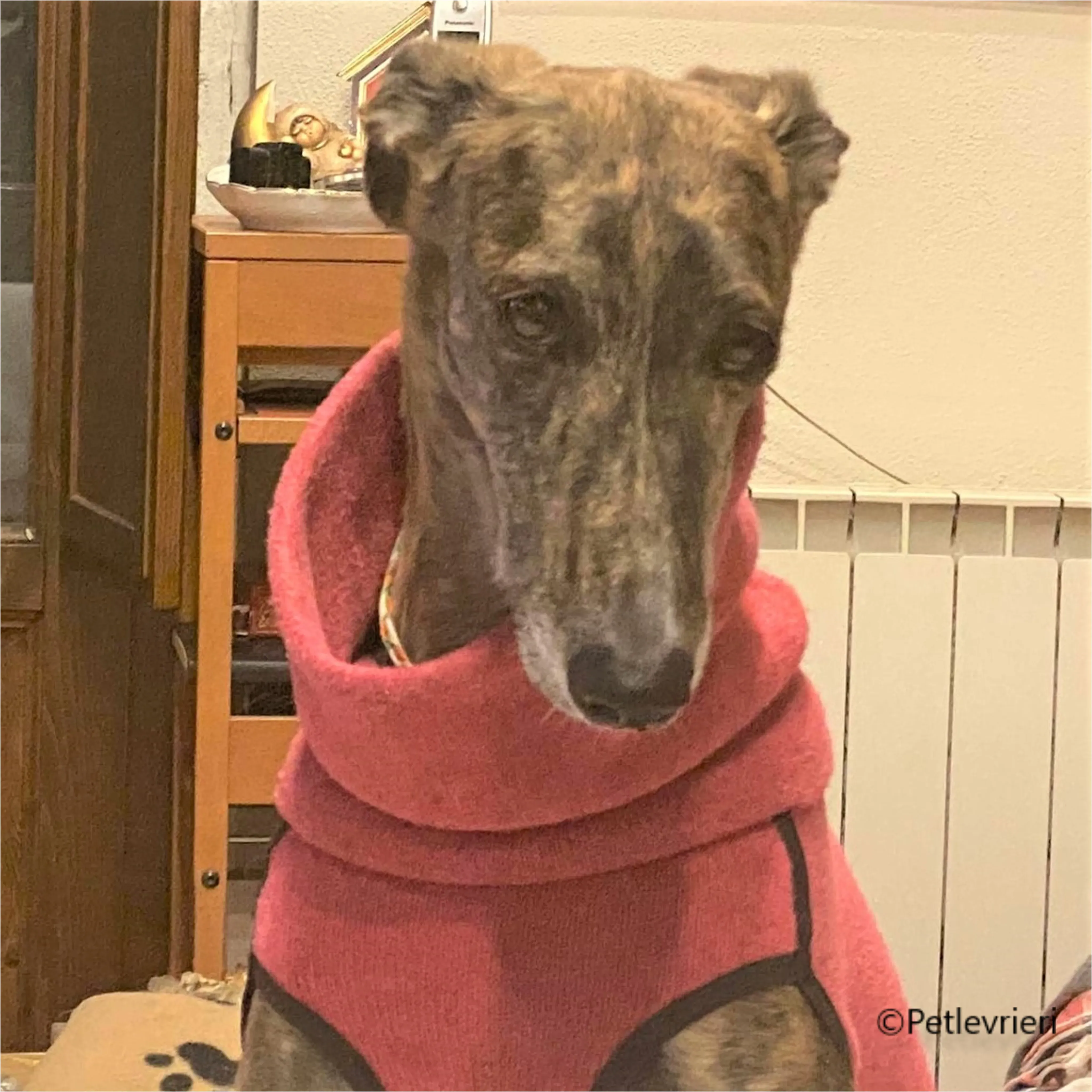 Wonka felici a casa pet levrieri 16