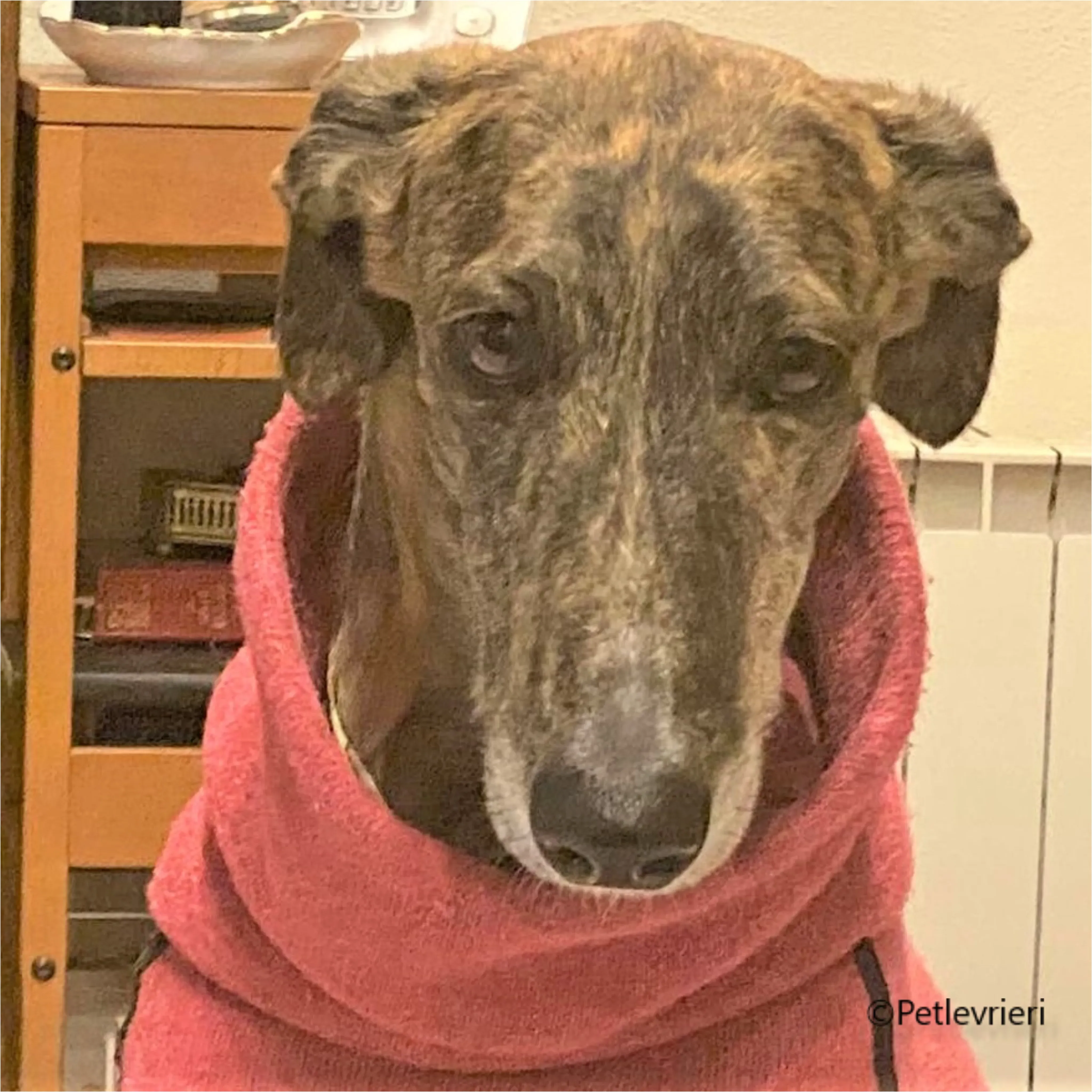 Wonka felici a casa pet levrieri 17