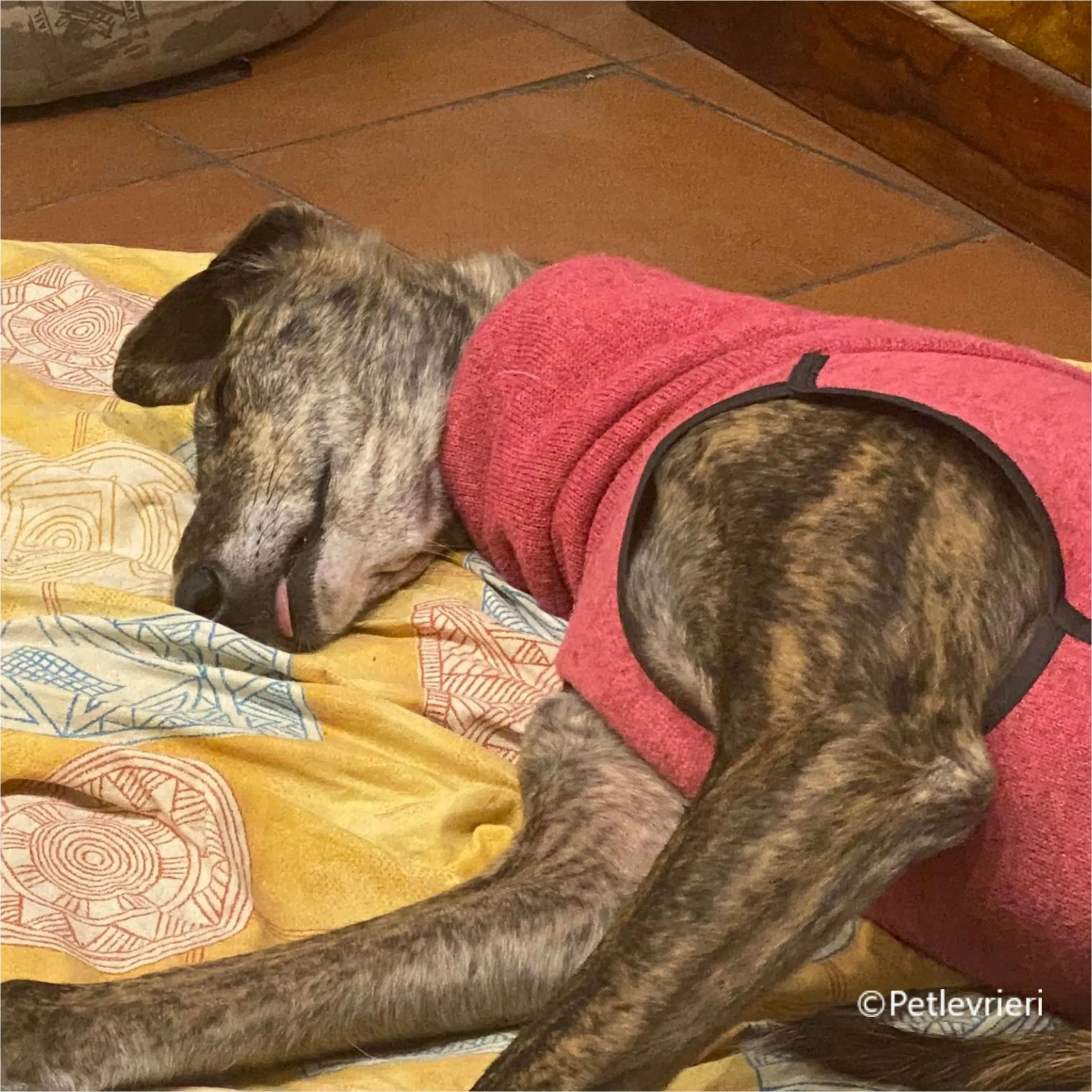 Wonka felici a casa pet levrieri 18