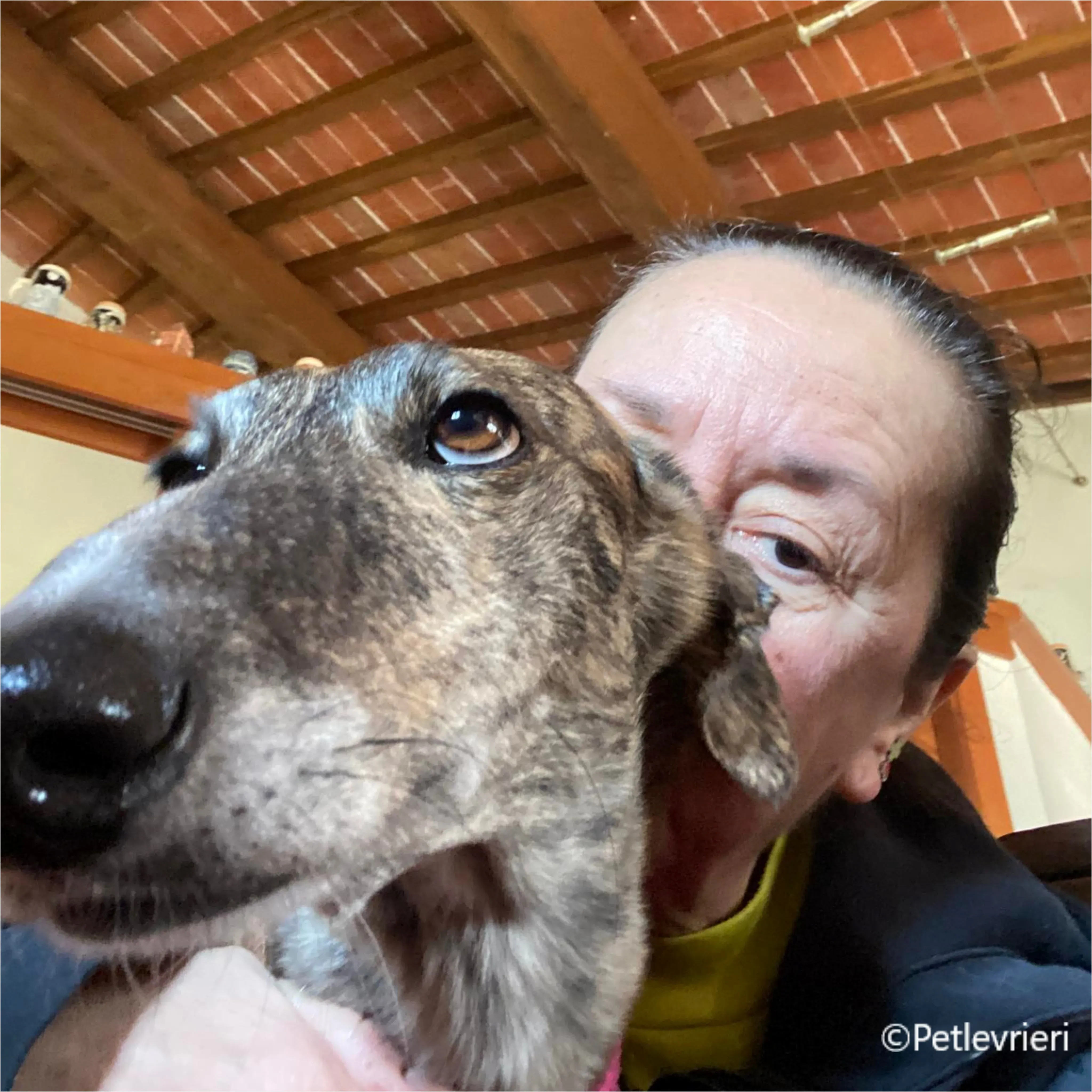 Wonka felici a casa pet levrieri 19