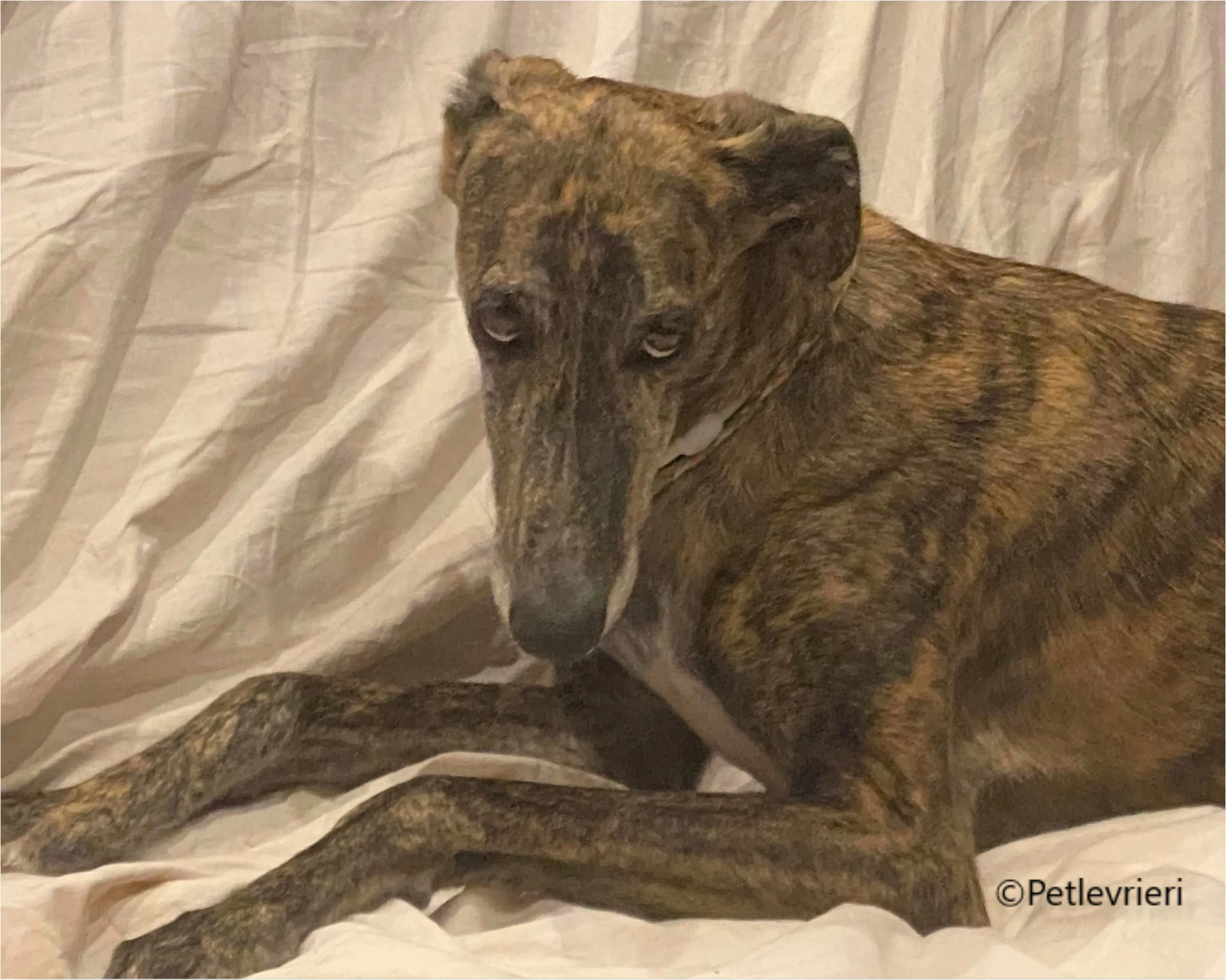 Wonka felici a casa pet levrieri 2