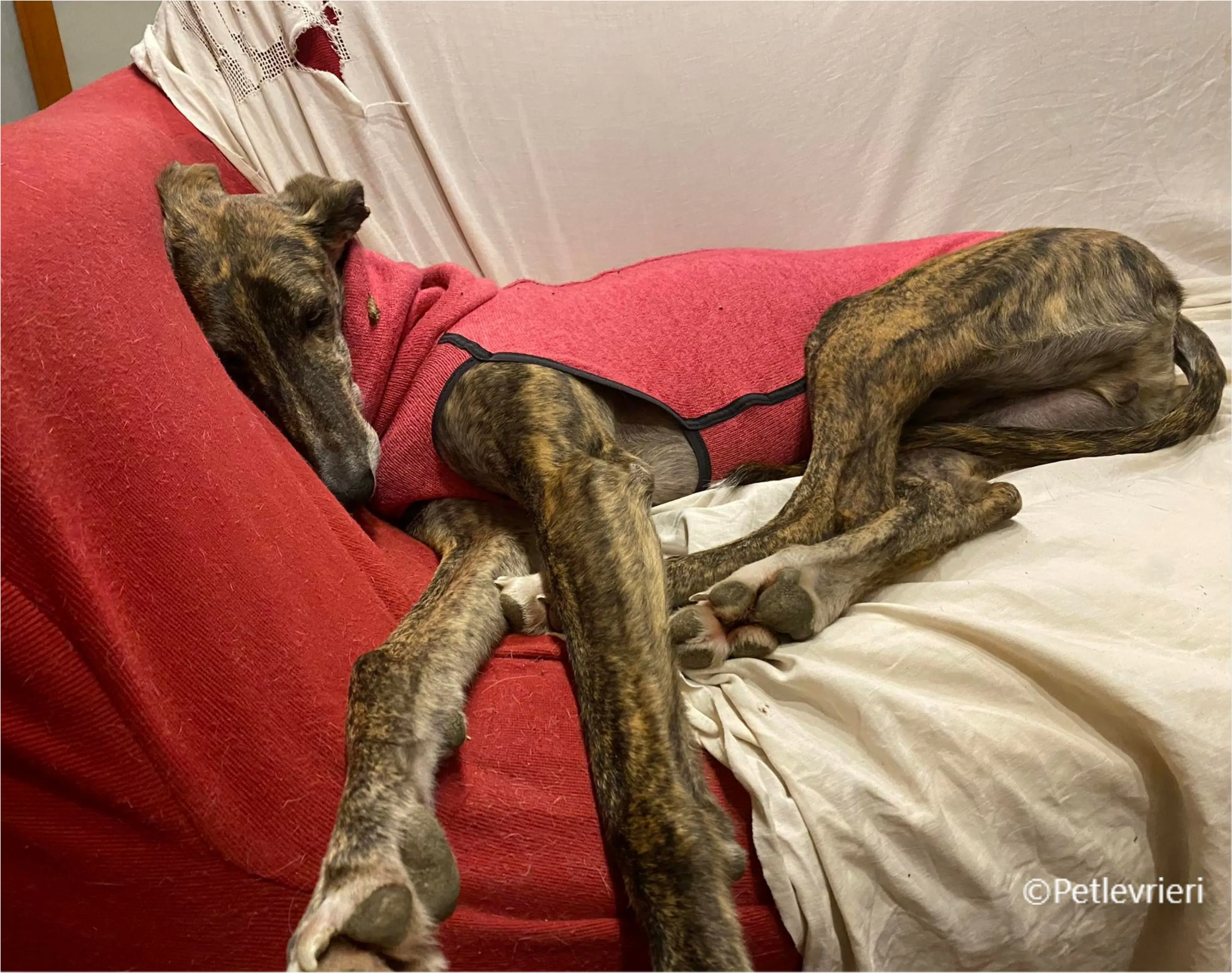 Wonka felici a casa pet levrieri 20