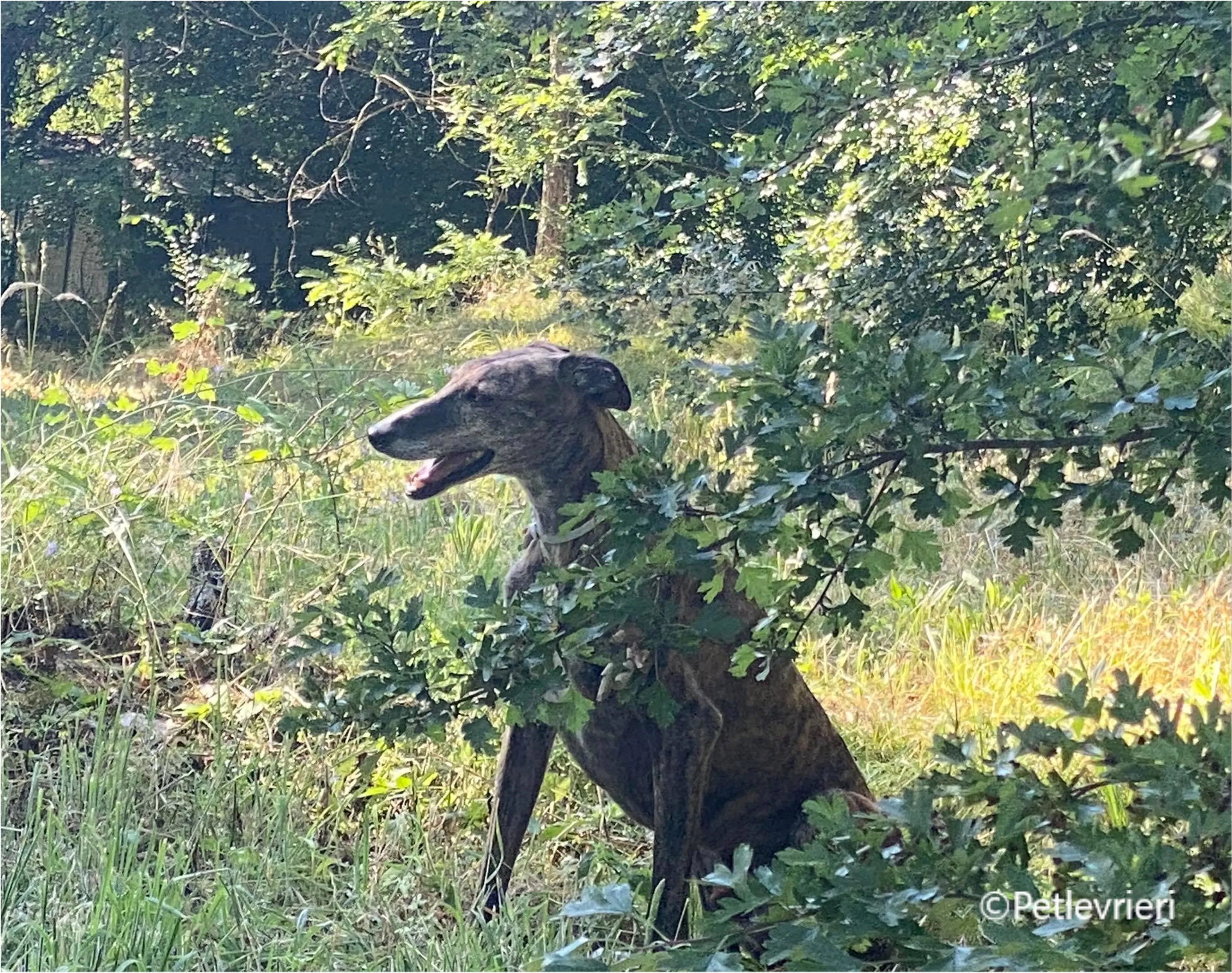 Wonka felici a casa pet levrieri 3