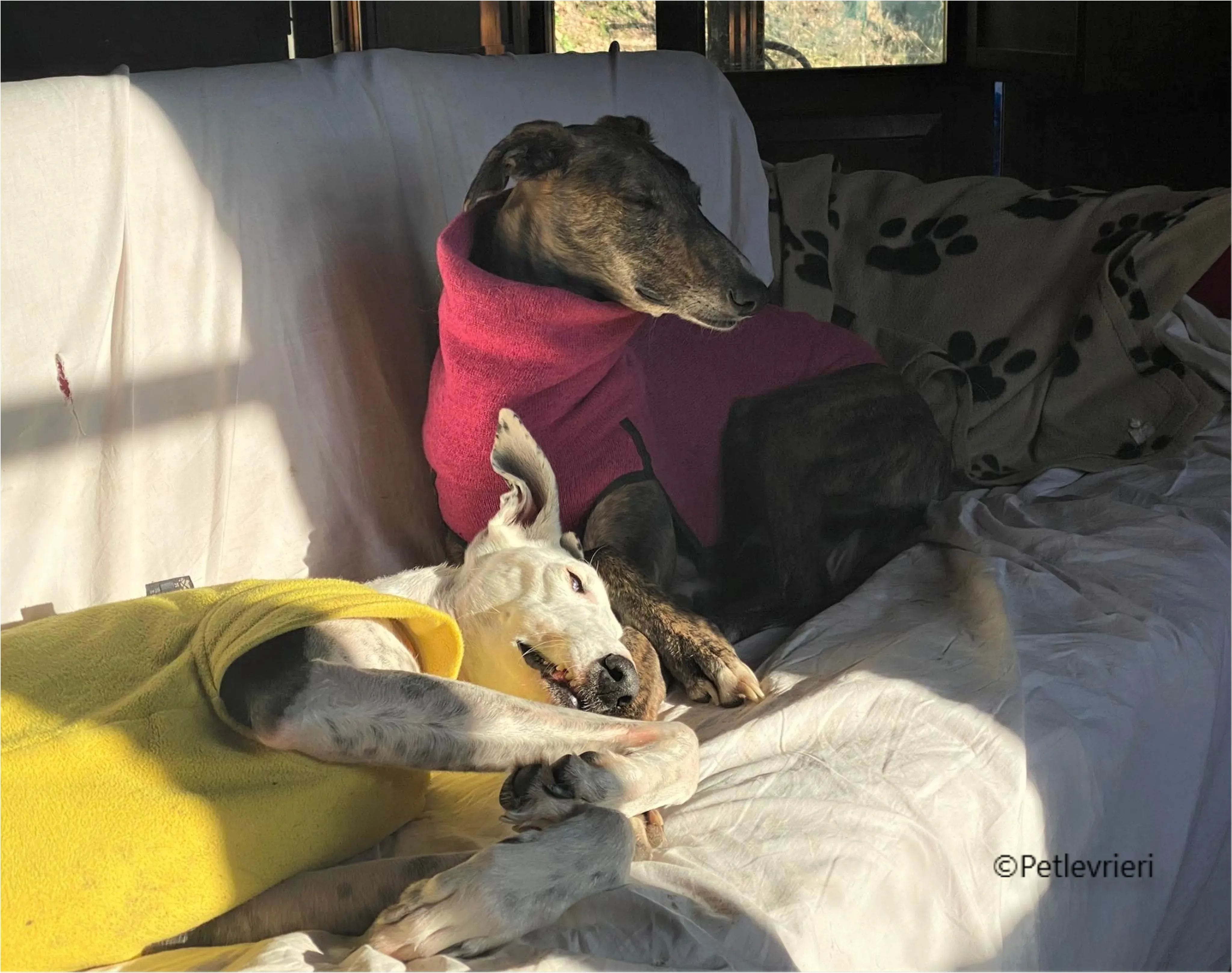 Wonka felici a casa pet levrieri 30