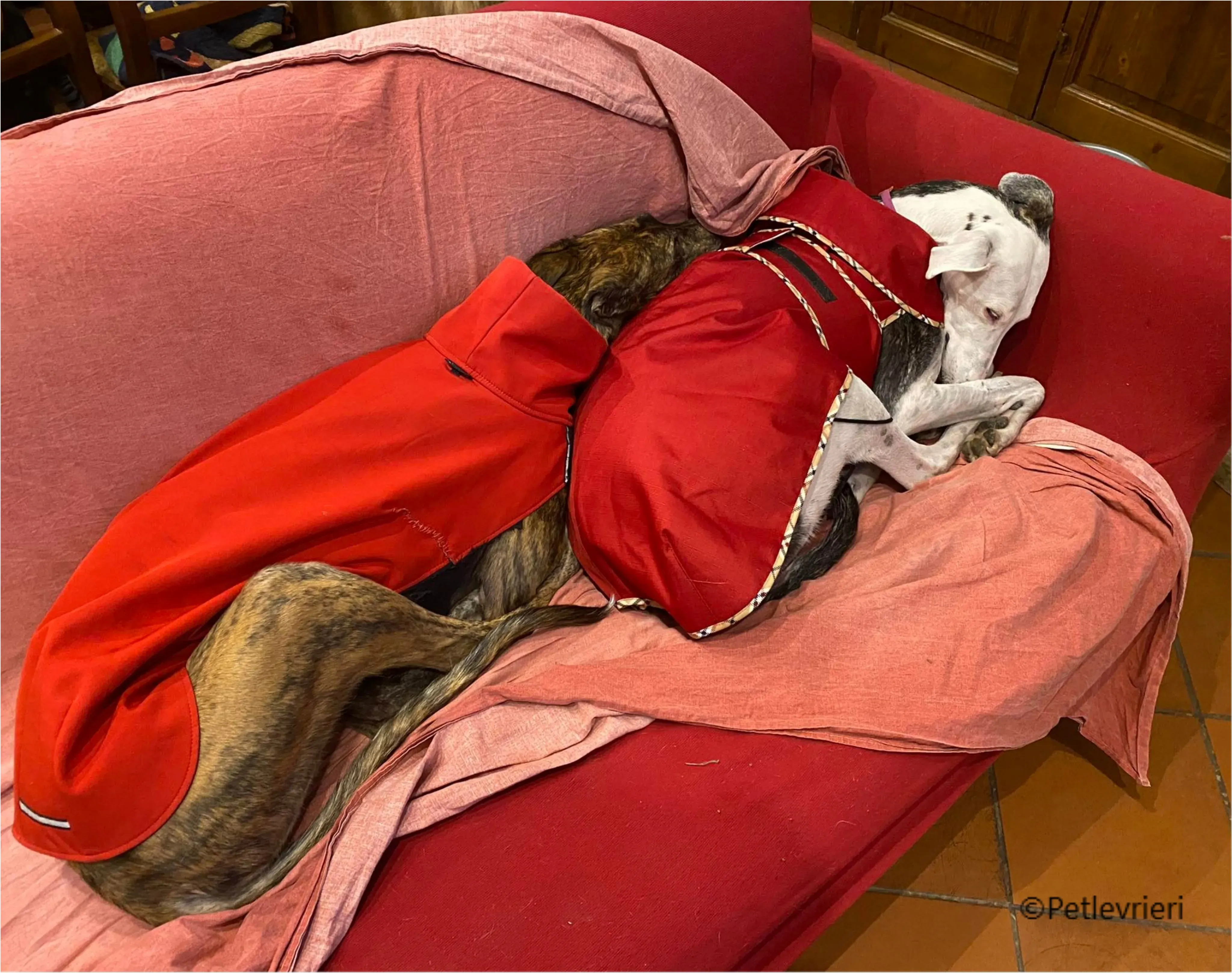 Wonka felici a casa pet levrieri 31