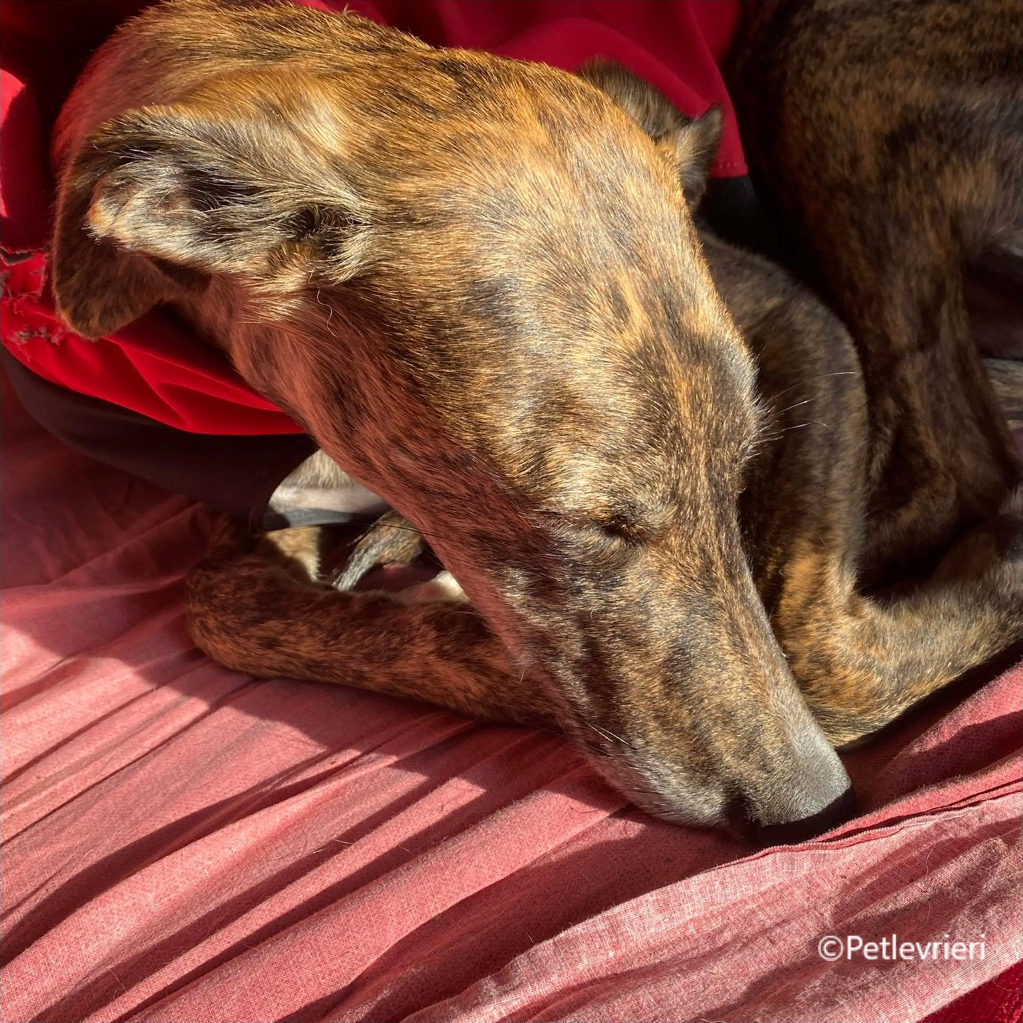 Wonka felici a casa pet levrieri 32